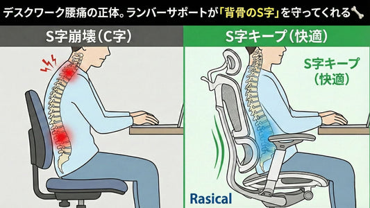 デスクワーク腰痛の正体。ランバーサポートが「背骨のS字」を守ってくれる🦴