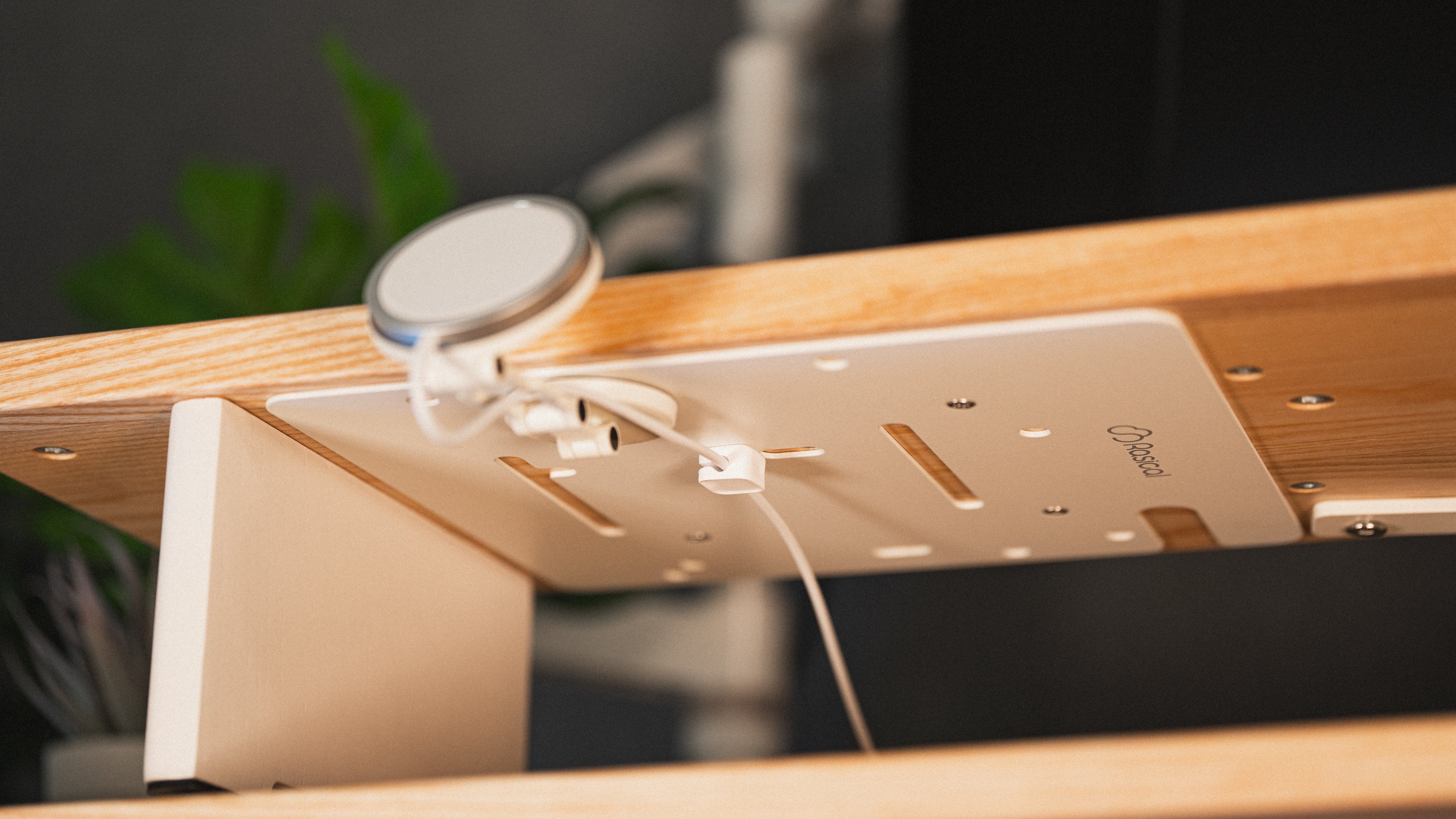 Rasical Shelf プレミアムセット【即納】